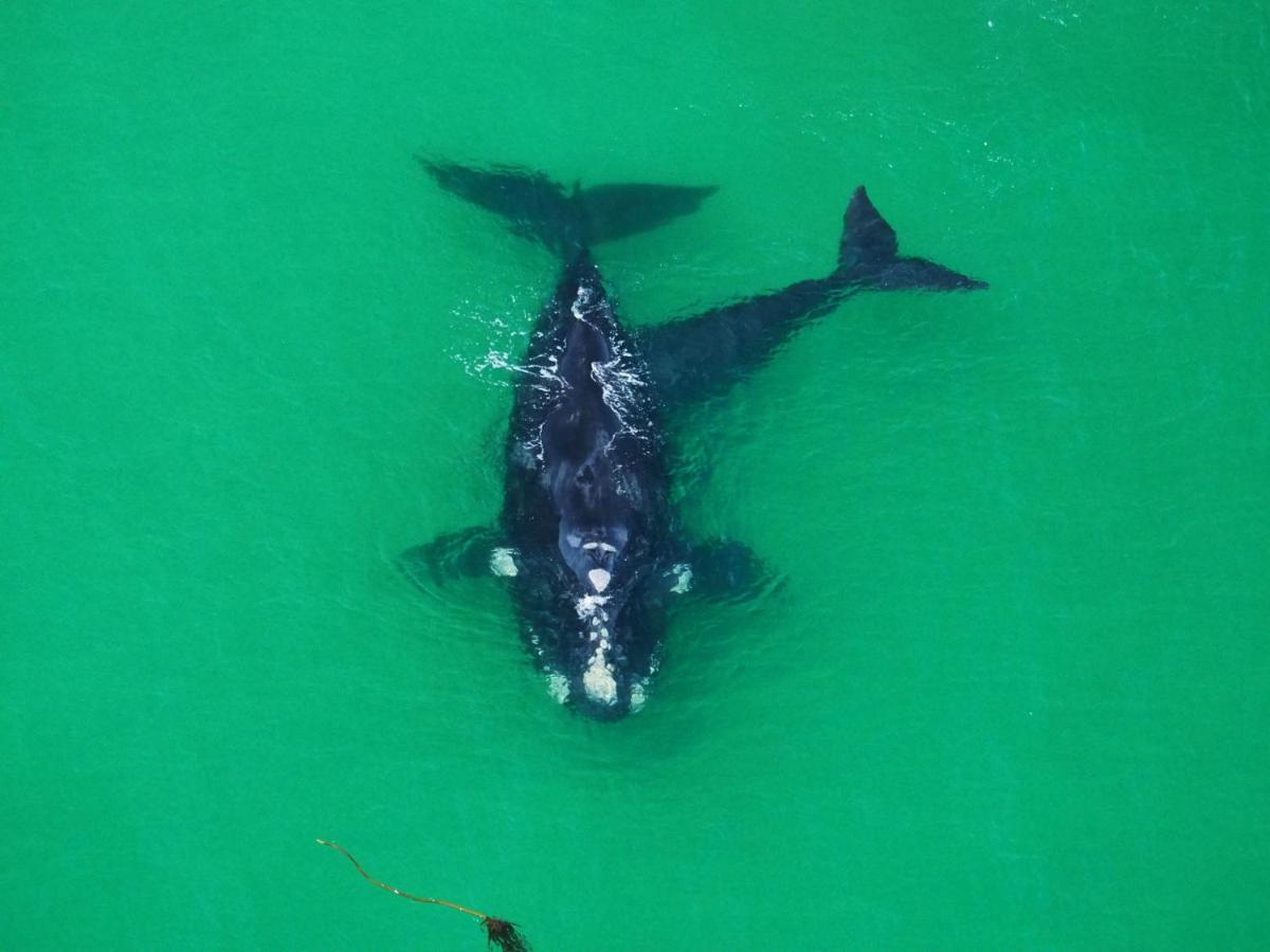 デ・ケルデルスWhale Cove A103アパートメント エクステリア 写真