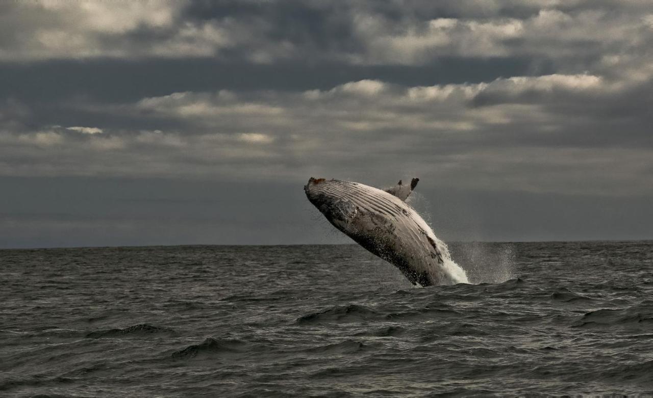 デ・ケルデルスWhale Cove A103アパートメント エクステリア 写真