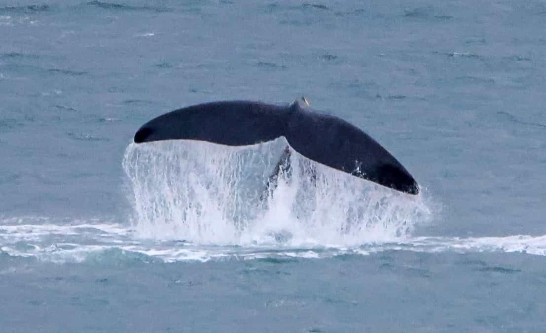 デ・ケルデルスWhale Cove A103アパートメント エクステリア 写真